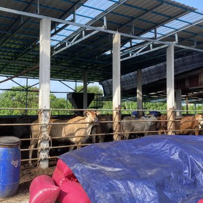 481659463 655286897181393 4732671065732952758 N